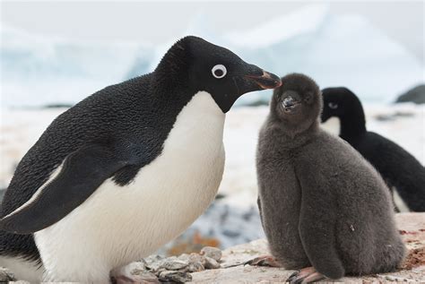 Adelie Penguin Population Off East Antarctic Coast In Rapid Decline Cgtn