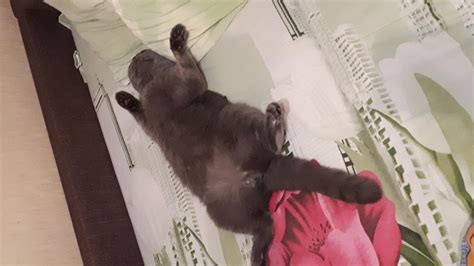 Хороший ли корм Про План для кастратов, бесплатная консультация ...