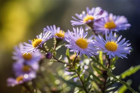 Premium Ai Image A Bunch Of Purple Flowers With Yellow Centers