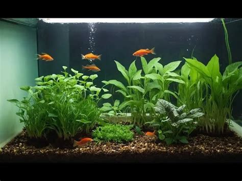 Aquaponics system: Fish and Plants in Harmony