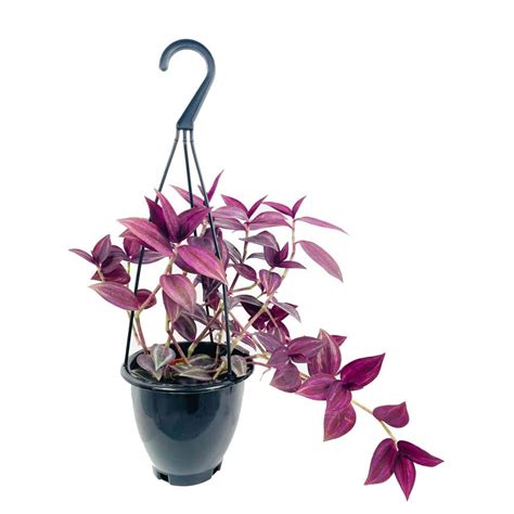 Wekiva Foliage Wandering Jew Plant Hanging Basket Live Plant In A