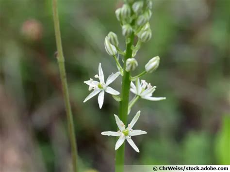 Ornithogale des Pyrénées Aspergette comestible planter cultiver