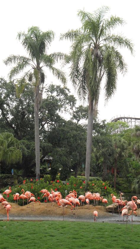 Pink Flamingos, Orlando, Florida (I'm gonna miss Florida so damn much