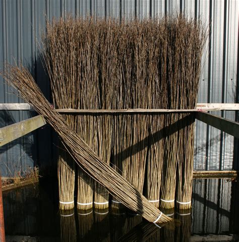 planting a willow tree 4