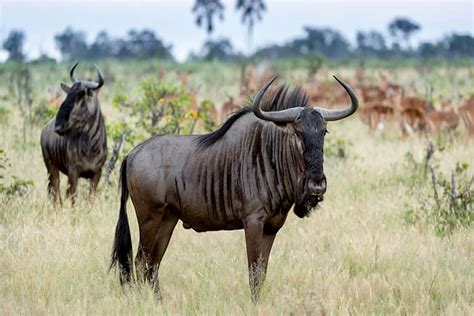 Serengeti Migration Safari