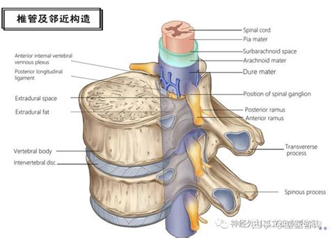 原来脊髓内也会长肿瘤！颈肩痛、腰腿痛是它的常见症状！ 知乎