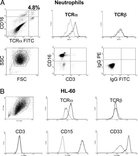 A Variable Immunoreceptor In A Subpopulation Of Human Neutrophils Pnas