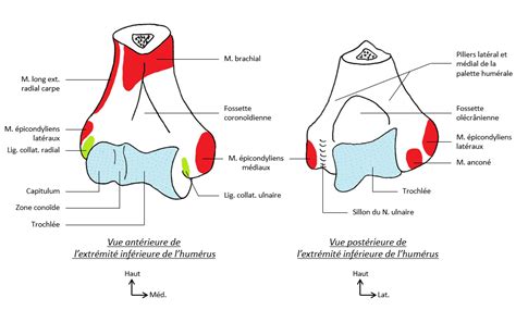 Médias Membre supérieur Laboratoire d Anatomie Faculté de