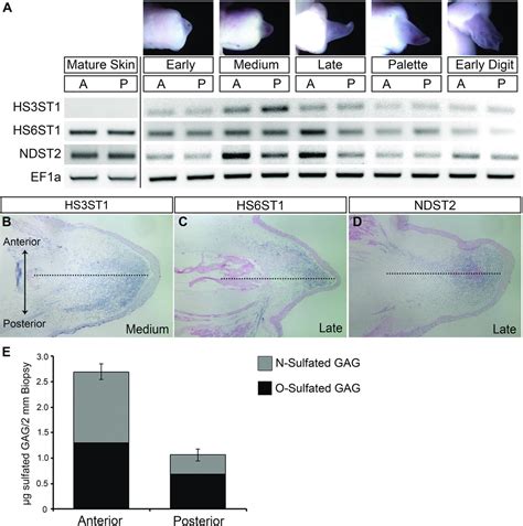 Positional Information In Axolotl And Mouse Limb Extracellular Matrix