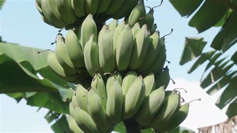 Banana Plantation, Stock Footage | VideoHive