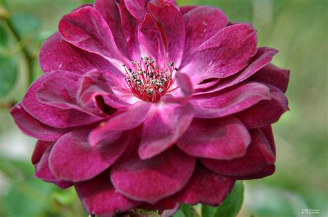 My Burgundy Rose Photograph By Teresa Blanton Fine Art America