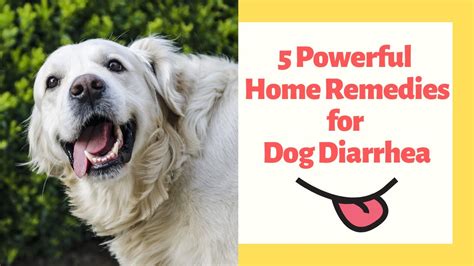 What Is A Home Remedy For Dog Diarrhea