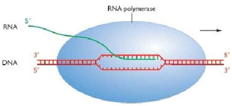 Transcription Elongation