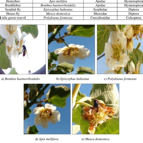 Insect Pollinators Of Kiwifruit Reported During Flowering Season 2017