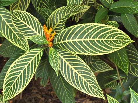 Sanquésia Aprenda A Plantar E Cuidar Do Jeito Certo Minhas Plantas