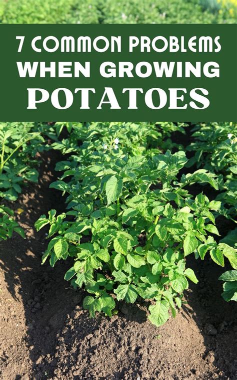 7 common problems when growing potatoes – Artofit