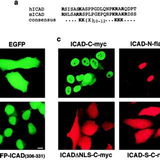 Nuclear Localization Signals Of Hicad A The Cooh Terminal Amino Acid