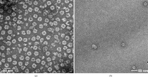 Negative Stained Electron Micrographs Of Purified Chv Vlps A