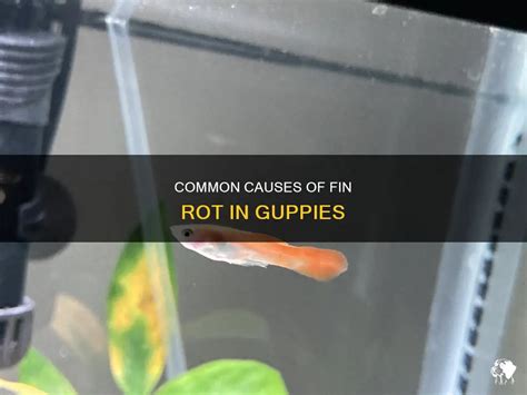 Common Causes Of Fin Rot In Guppies Petshun