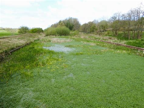 Overgrown Pound Between Unused Locks Kevin Waterhouse Cc By Sa