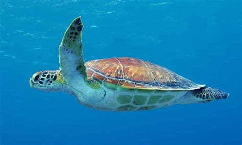 Evolutionary ‘trap’ leading young sea turtles to ingest plastic, study says | Marine life | The ...