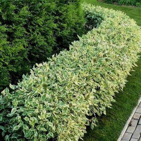 Дерен Сибирский Вариегатто – Садовый край