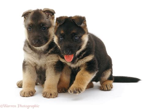 Dogs: Alsatian puppies photo WP09294