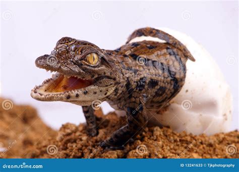 Crocodile Hatching Stock Photos Image 13241633