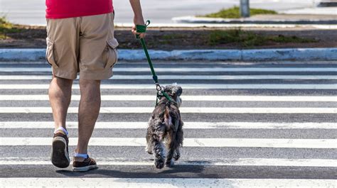 Dog On Leash Photos, Download The BEST Free Dog On Leash Stock Photos ...