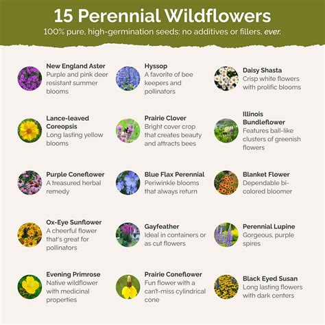 Bulk Midwest All Perennial Wildflower Seed Mix | Bulk Wildflowers