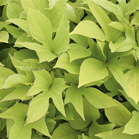 Sweet Caroline Light Green Sweet Potato Vine Ipomoea Batatas