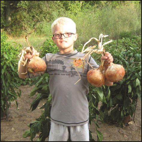 - Happy Growers - ONIONS GROWN WITH CC