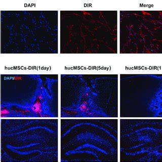 Hucmscs Morphological Characterization And Expression Profile A