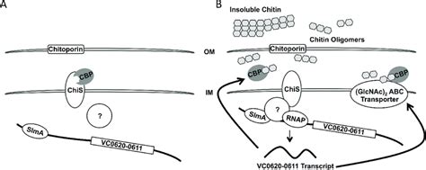 Model For Transcriptional Activation Of P Chb A In The Absence Of