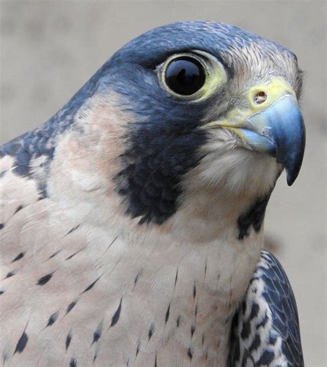 Nelly The Peregrine Falcon Vancouver Bc Canada Nelly Is Flickr