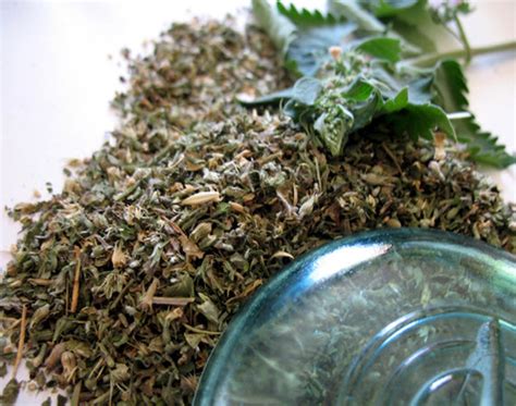 Organic Catnip Herb 1 Pound Cat Nip Dried Herb Dream Etsy