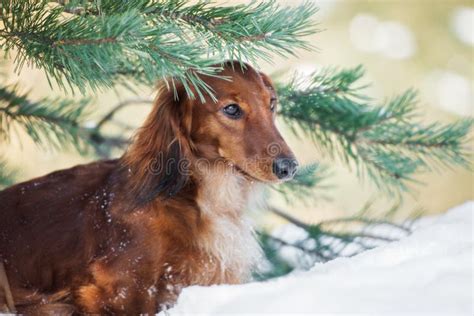 Dachshund Dog Posing Outdoors in Winter Stock Image - Image of white, breed: 135980987