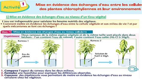 Mécanismes d absorption de l eau et des sels minéraux chez les plantes