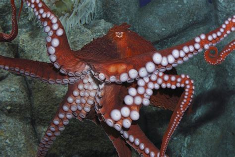 Monterey bay aquarium octopus ~ Christine O'Donnell