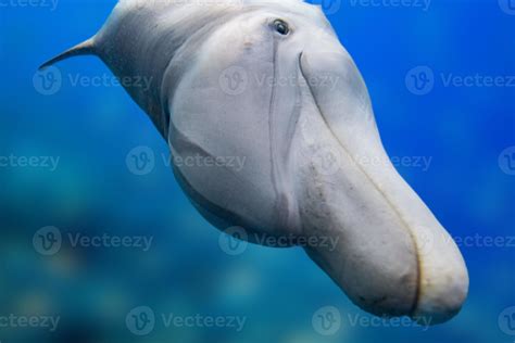 dolphin smiling eye close up portrait 17368070 Stock Photo at Vecteezy