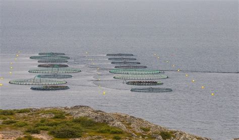 Embrapa lança plataforma geo inédita sobre aquicultura O portal da