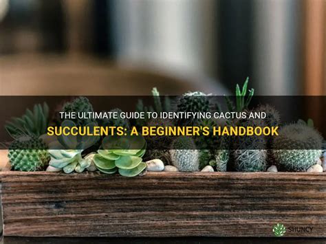 The Ultimate Guide To Identifying Cactus And Succulents A Beginners