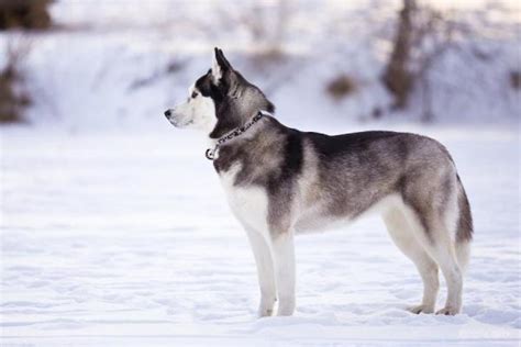 Cachorros que parecem lobos 15 raças FOTOS incríveis