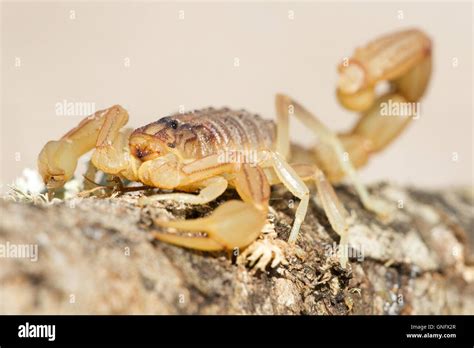 Scorpion Yellow Hi Res Stock Photography And Images Alamy