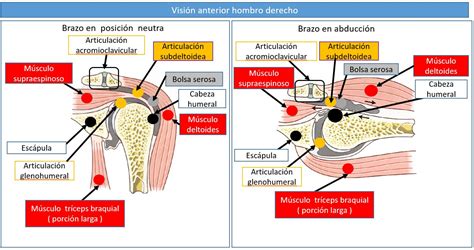 Articulación subdeltoidea Dolopedia