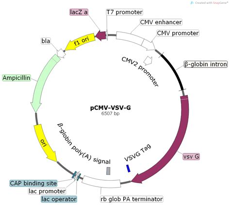 Pcmv Vsv G