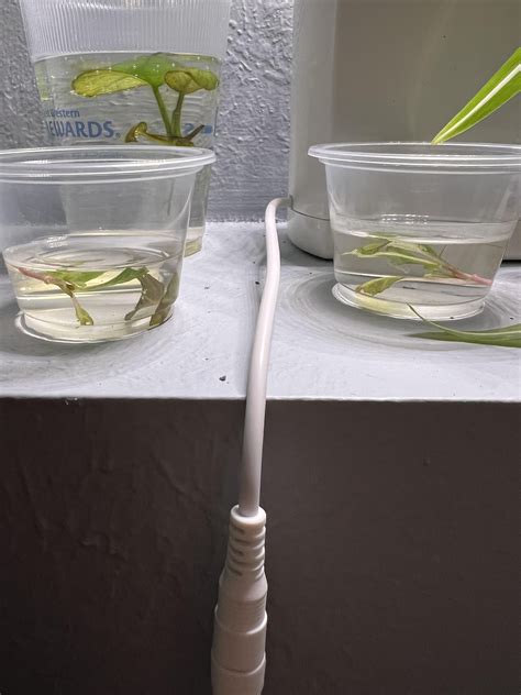 Anyone had luck with fully aquatic propagation? I don’t see any