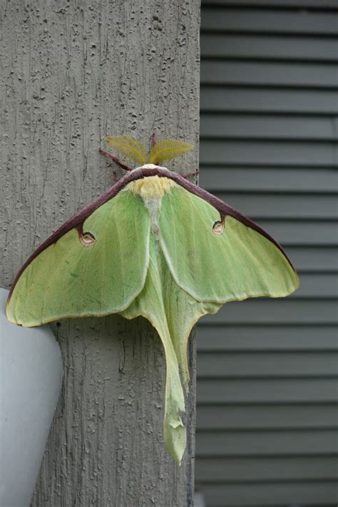 9 Luna Moth Symbolism and Spiritual Meaning (Updated)