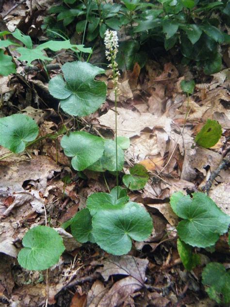 The Botanical Hiker: Mountain Plants