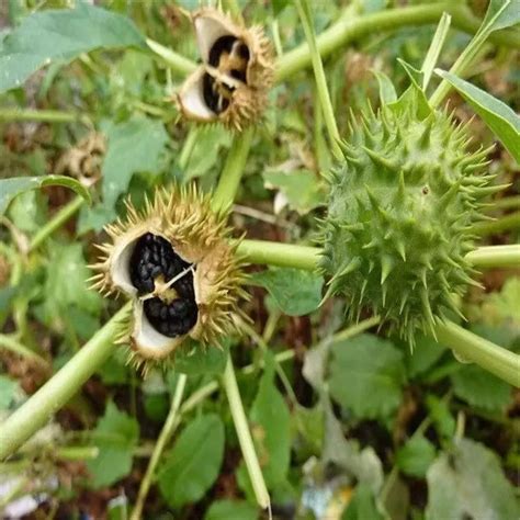 kateseeds pcs easy  growdatura seeds shopee malaysia